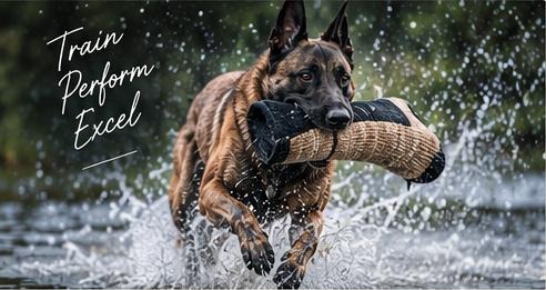 Malinois in het water