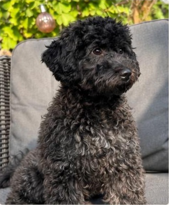 Maltipoo van Van Bernardo