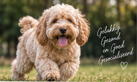 Rennende Mini Labradoodle — Gelukkig, gezond en goed gesocialiseerd