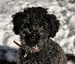 Maltipoo in de sneeuw