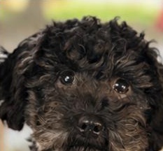 Maltipoo puppy