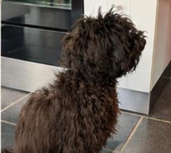 Maltipoo in huis