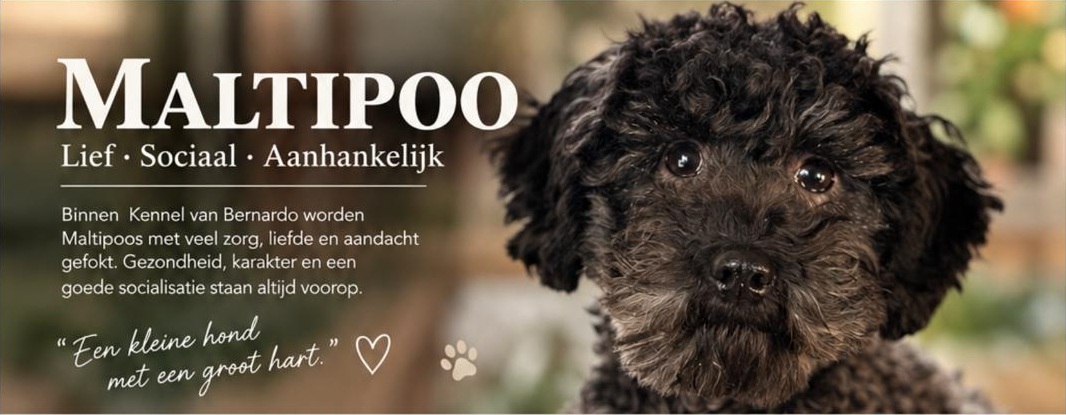 Maltipoo — Lief, sociaal en aanhankelijk. Binnen Kennel Van Bernardo worden Maltipoos met veel zorg, liefde en aandacht gefokt. Gezondheid, karakter en een goede socialisatie staan altijd voorop. Een kleine hond met een groot hart.